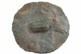Crotalocephalus Trilobite - Jorf, Morocco #348407-3